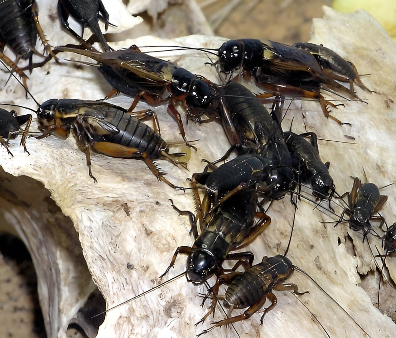 Two-spotted Field Cricket in Zucchini - Plant World