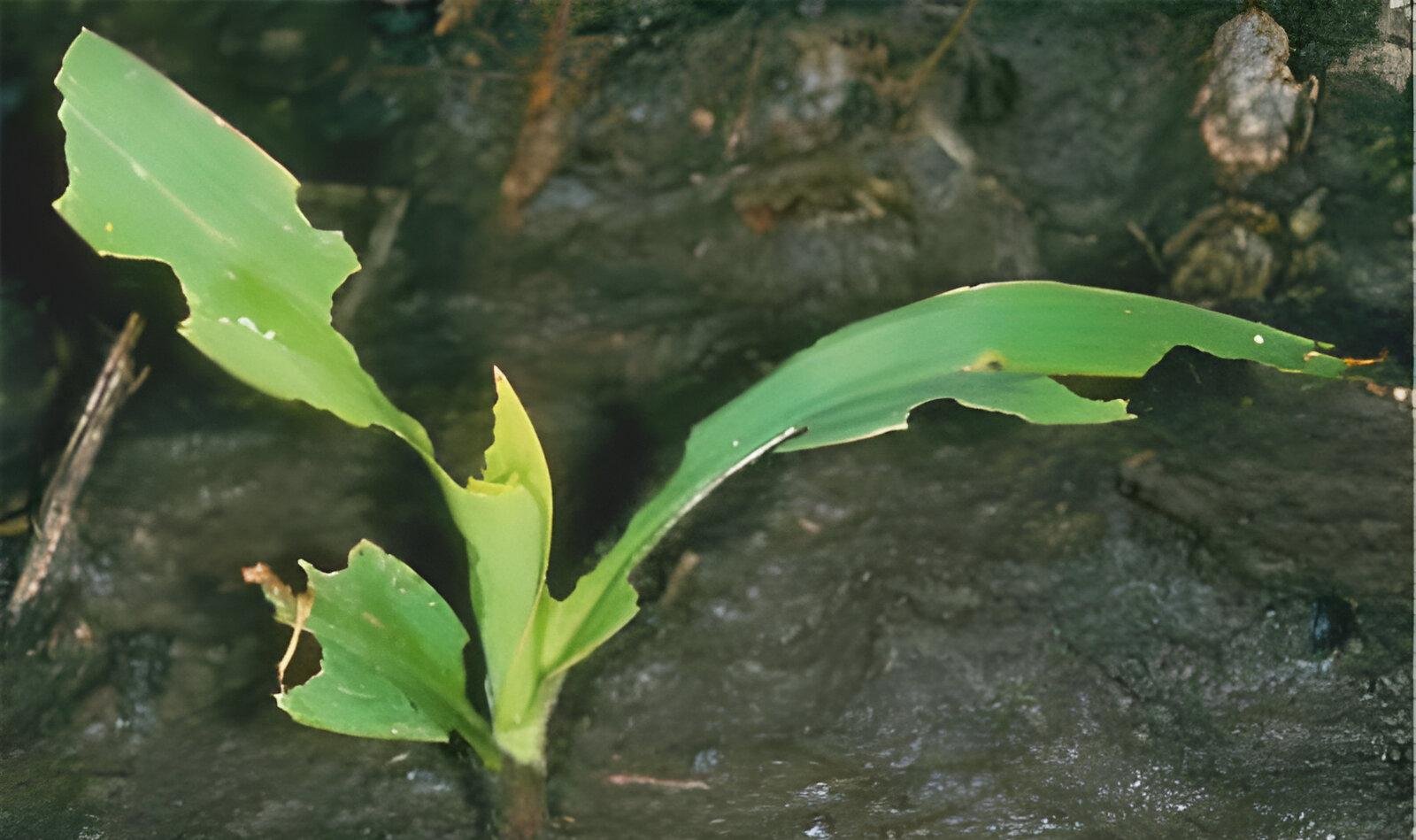 الدودة القارضة - عالم النباتات