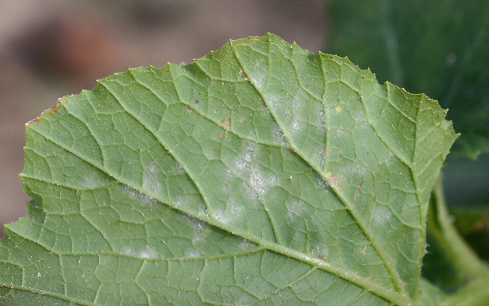 Powdery mildew on cucurbits in zucchini - Plant World