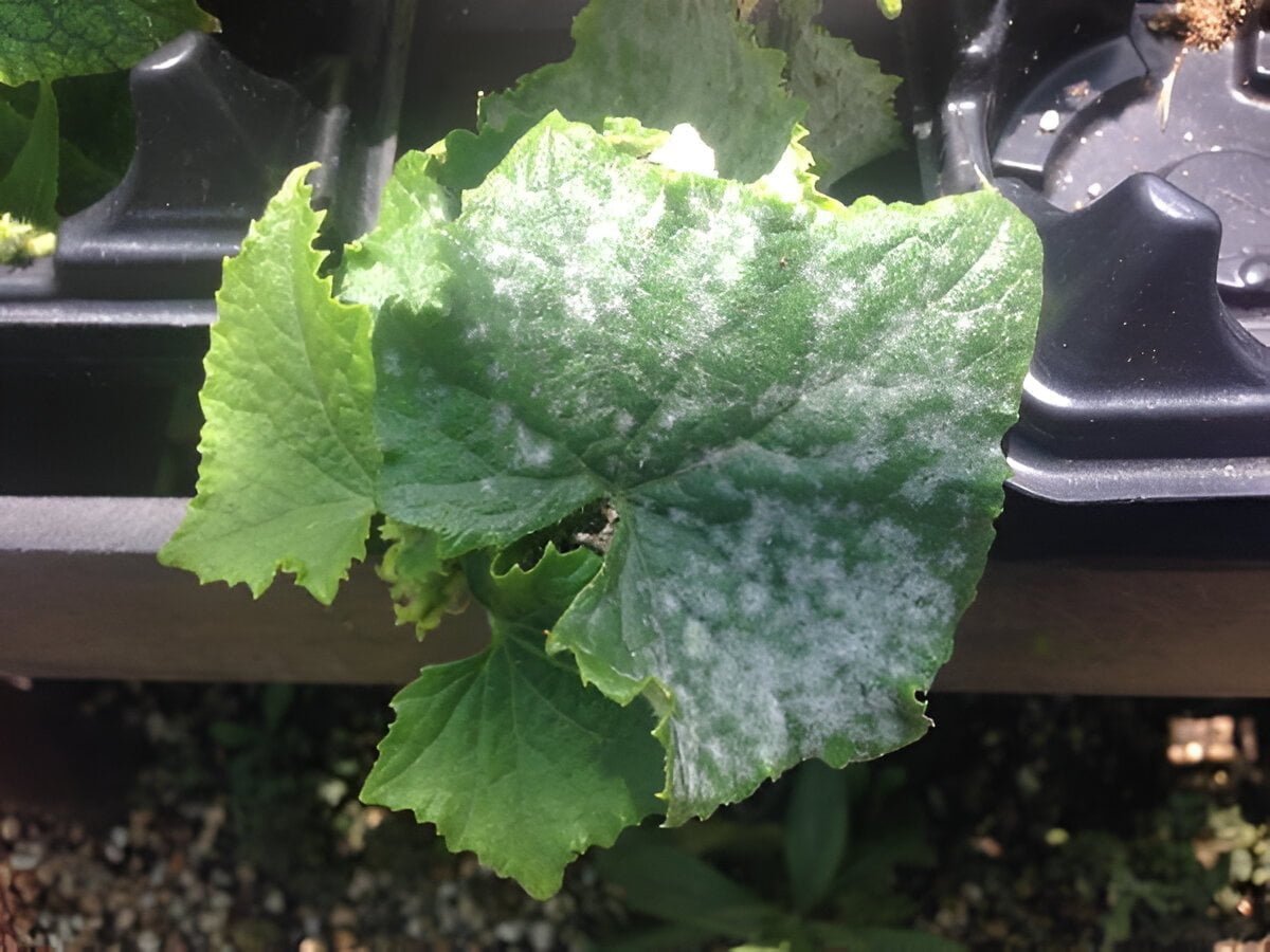 Powdery mildew on cucurbits in zucchini - Plant World