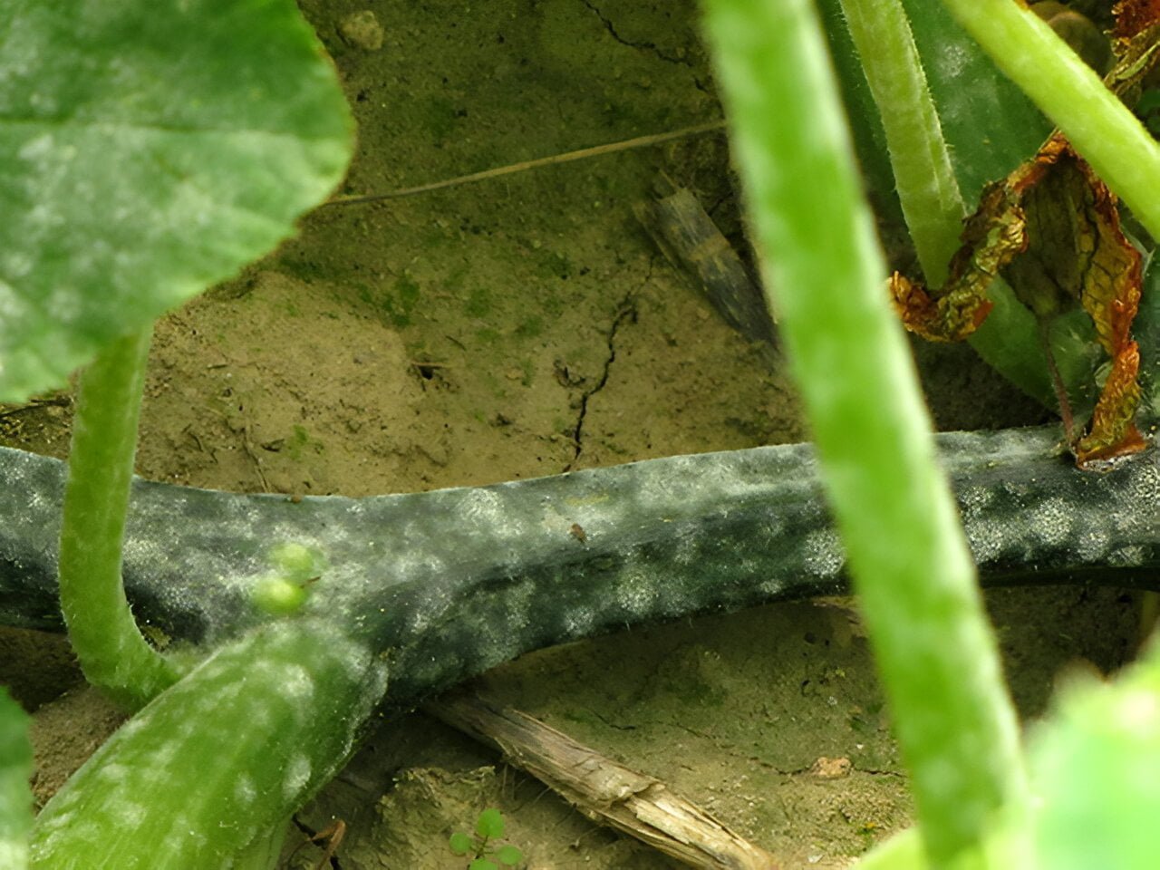 Powdery mildew on cucurbits in zucchini - Plant World