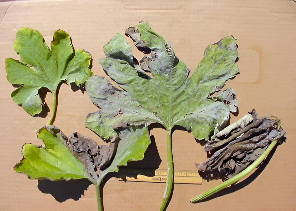 Powdery mildew on cucurbits in zucchini - Plant World