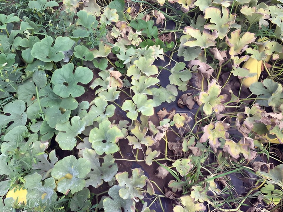 Powdery mildew on cucurbits in zucchini - Plant World