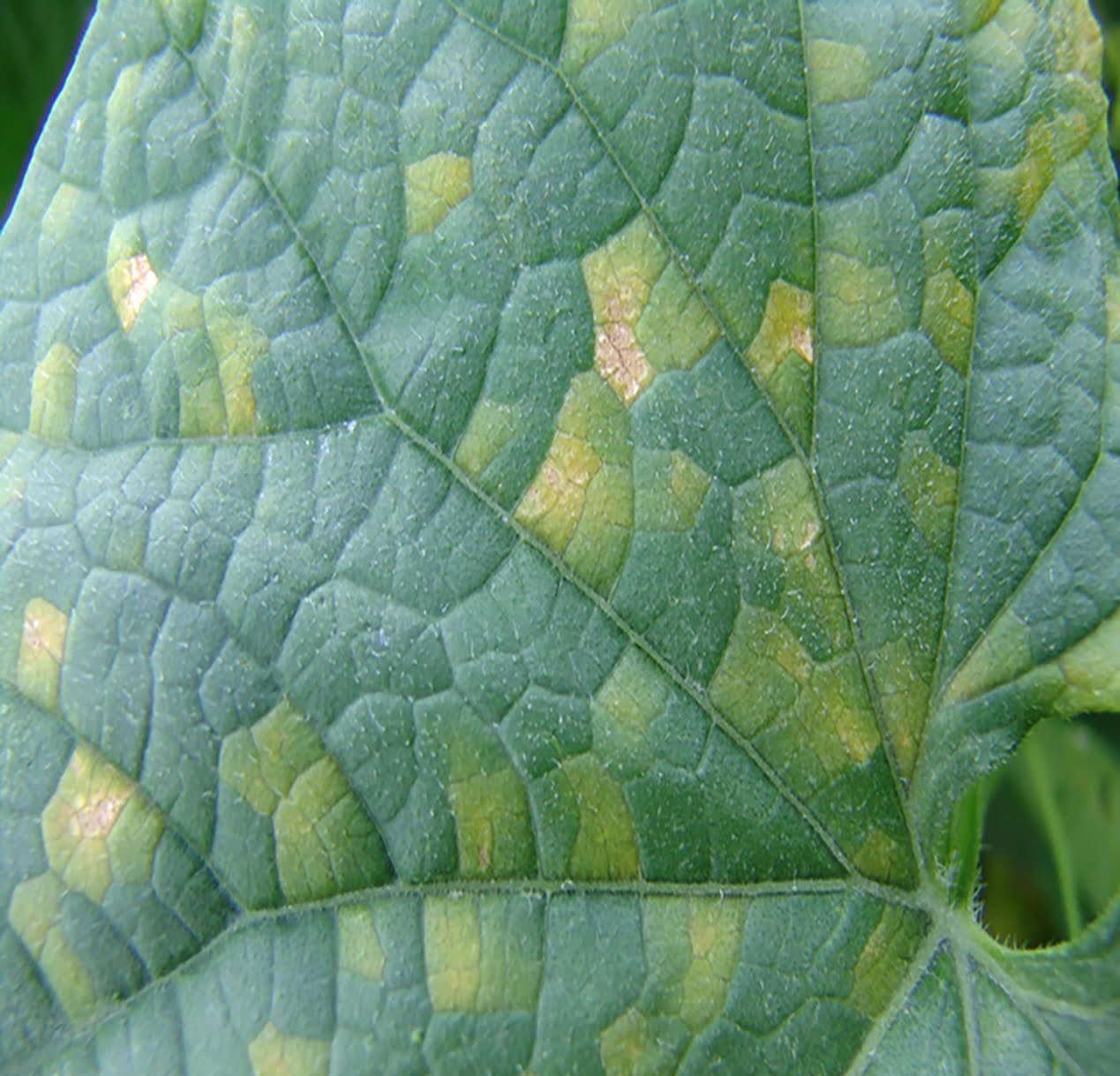 Downy mildew on cucurbits - Plant World