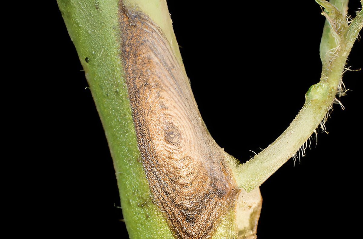 Early blight in zucchini - Plant World