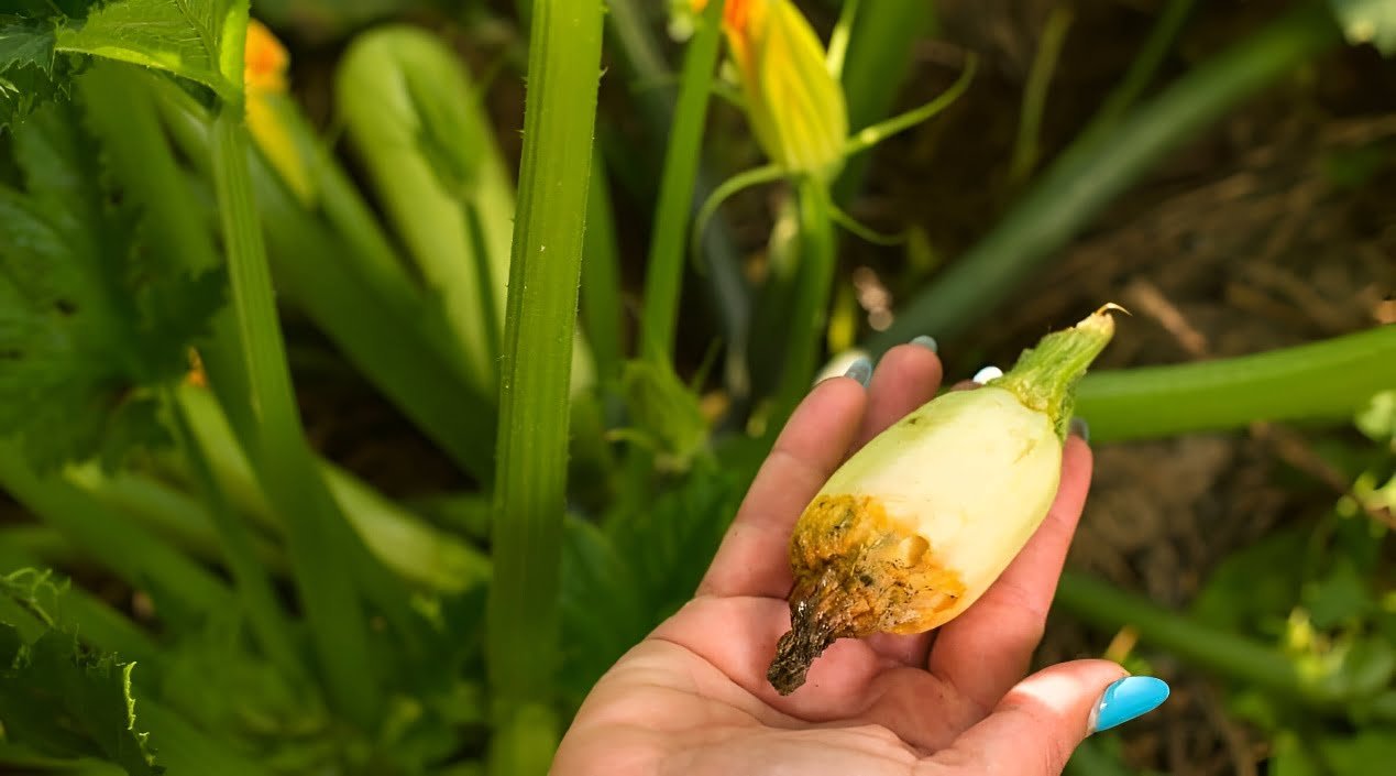 Early blight in zucchini - Plant World