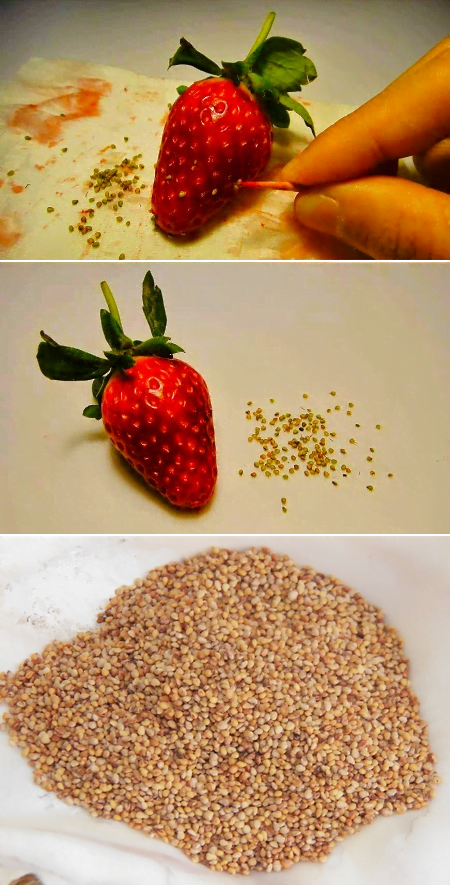 Strawberries - the world of plants