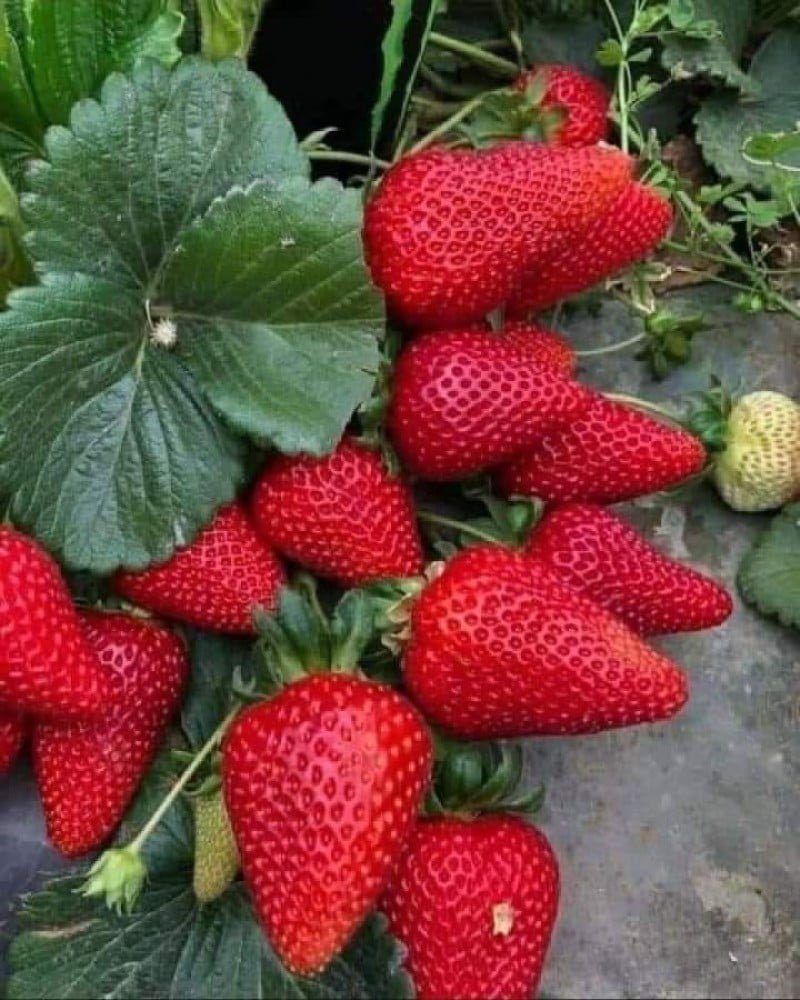 Strawberries - the world of plants