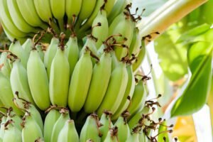 الموز - عالم النباتات