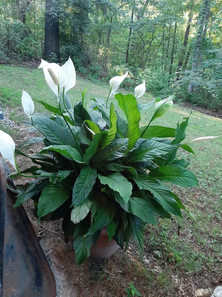Peace lily - the world of plants