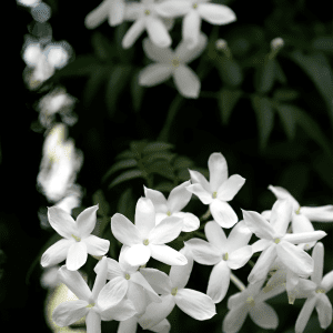 Jasmine - the world of plants