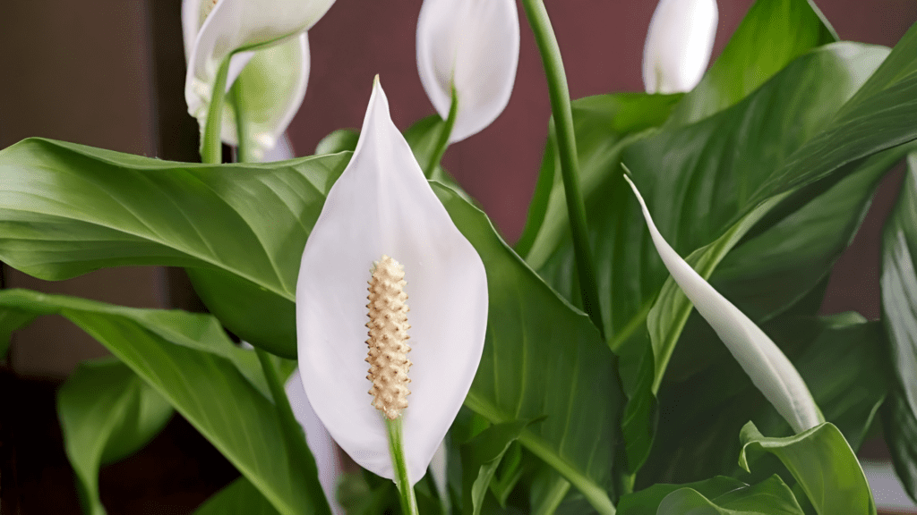 Peace lily - the world of plants