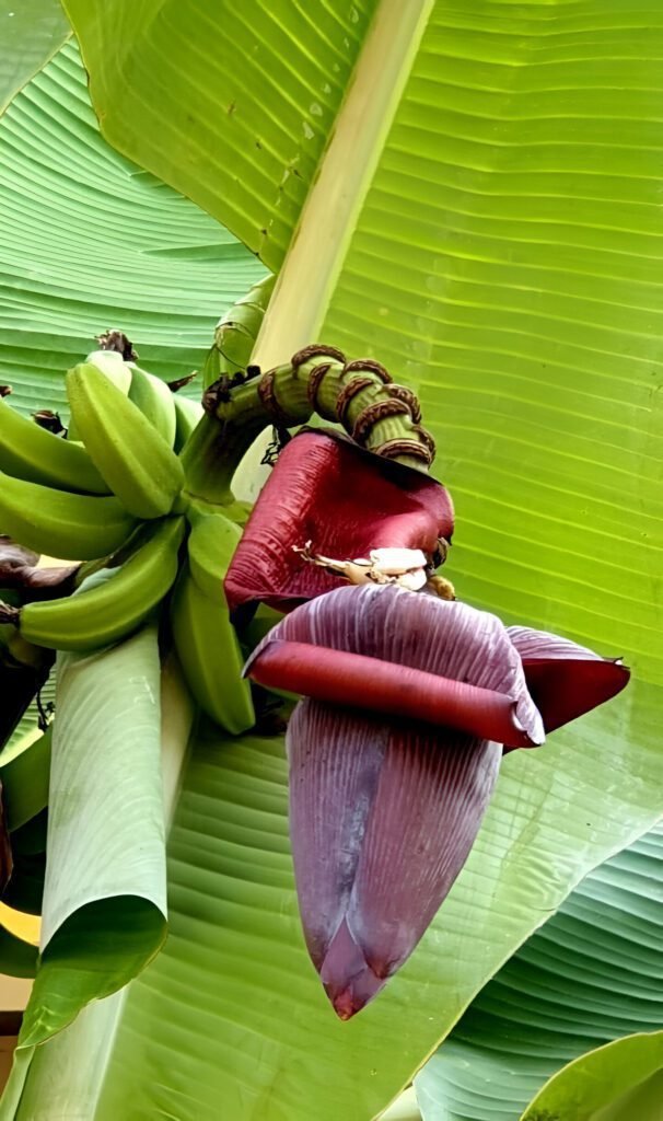 الموز - عالم النباتات