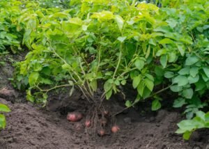 البطاطا - عالم النباتات