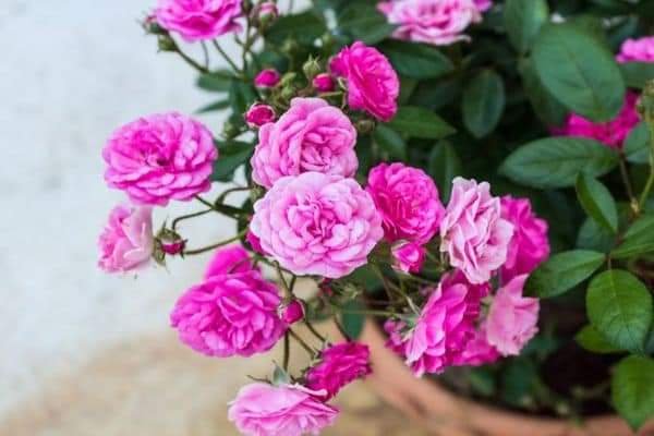 الورد الجوري - عالم النباتات