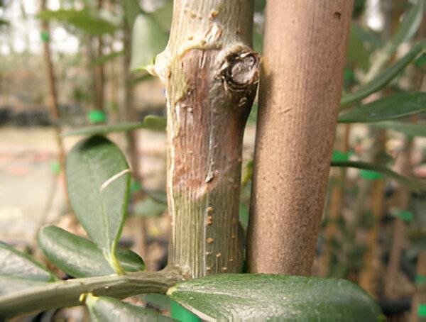 Olive branch bark fly - the world of plants