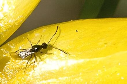  ذبابة اوراق الزيتون  - عالم النباتات