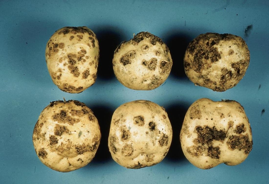 A group of potatoes with brown spots

Description automatically generated