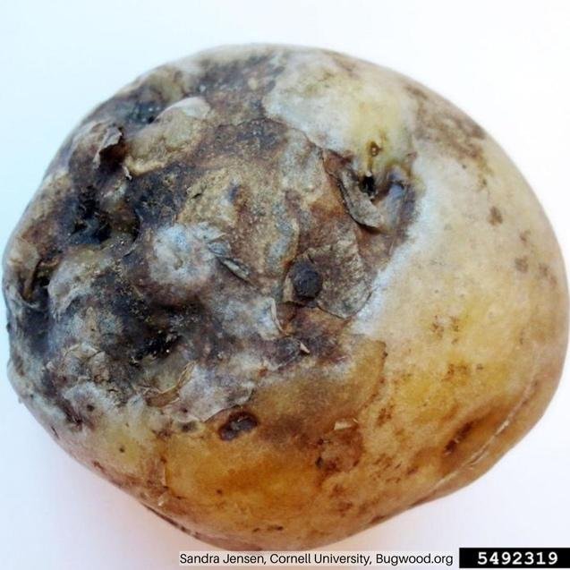A close-up of a potato

Description automatically generated