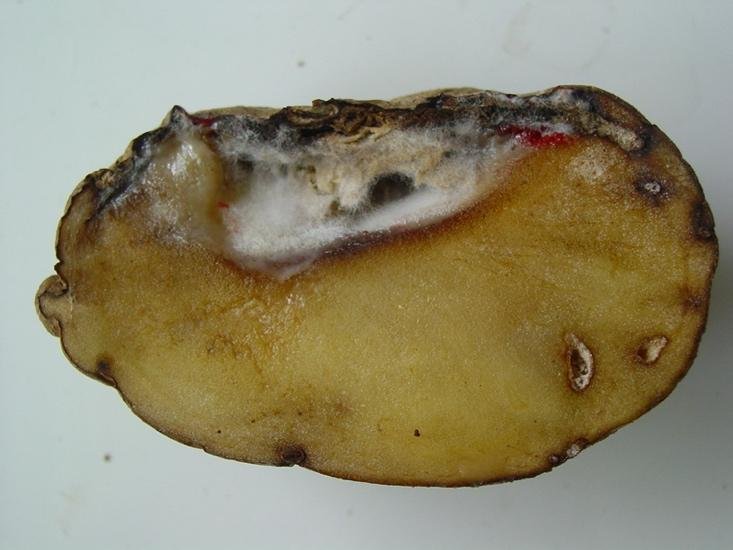 This photo shows Symptoms of Fusarium Dry Rot on Potato Tubers