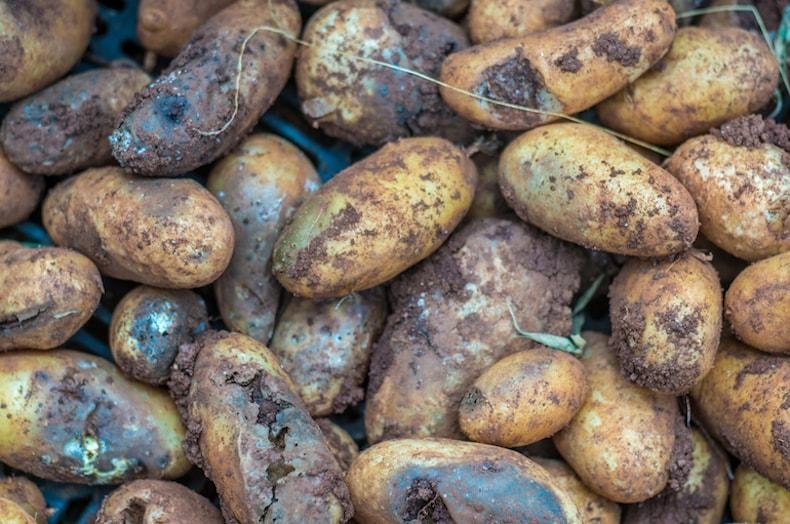 A pile of brown potatoesDescription automatically generated
