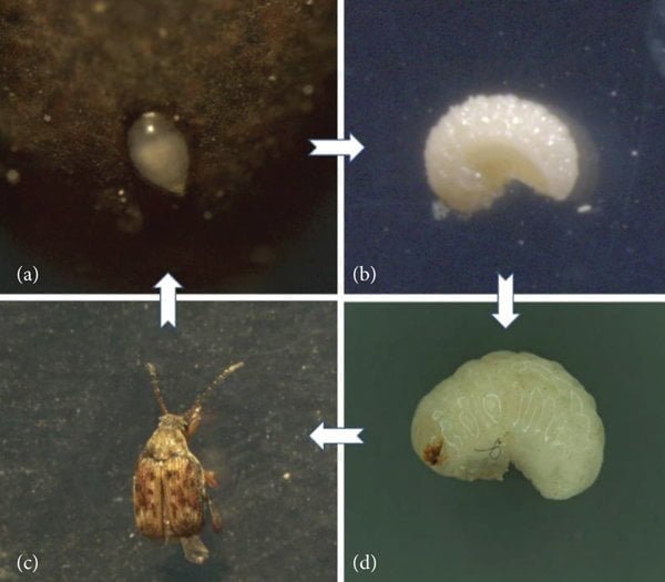 A microscopic image of Callosobruchus maculatus: (a) egg; (b) larva;... | Download Scientific Diagram