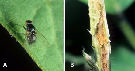 Agromyzidae - an overview | ScienceDirect Topics