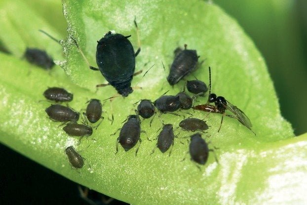 An adult female black bean aphid (Aphis fabae) and several of her... |  Download Scientific Diagram