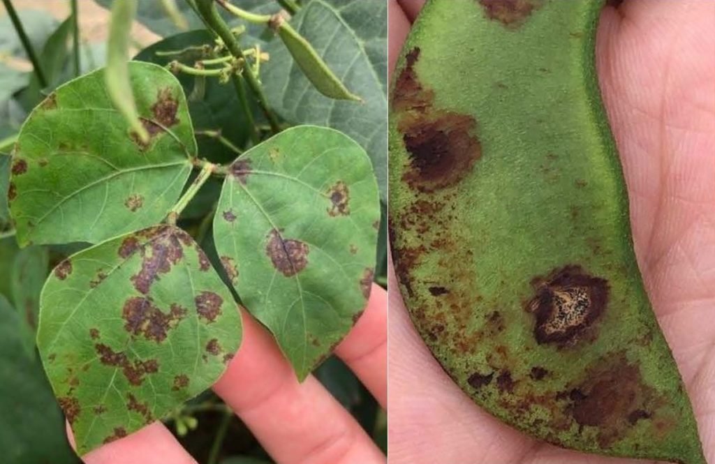Anthracnose Identified on Lima Bean in the Pee Dee Region of South Carolina  - Specialty Crop Grower