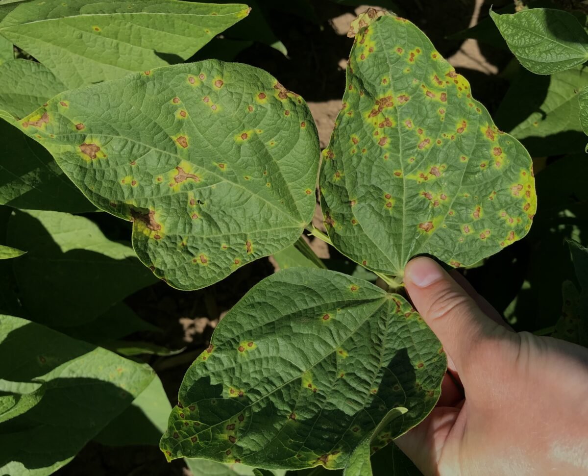 Bacterial Blights: Common Bacterial Blight (CBB), Halo Blight, and  Bacterial Brown Spot (BBS) – Dry Bean Agronomy