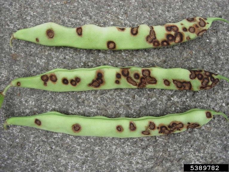 bean anthracnose (Colletotrichum lindemuthianum) in Pests not Known to  Occur in North America