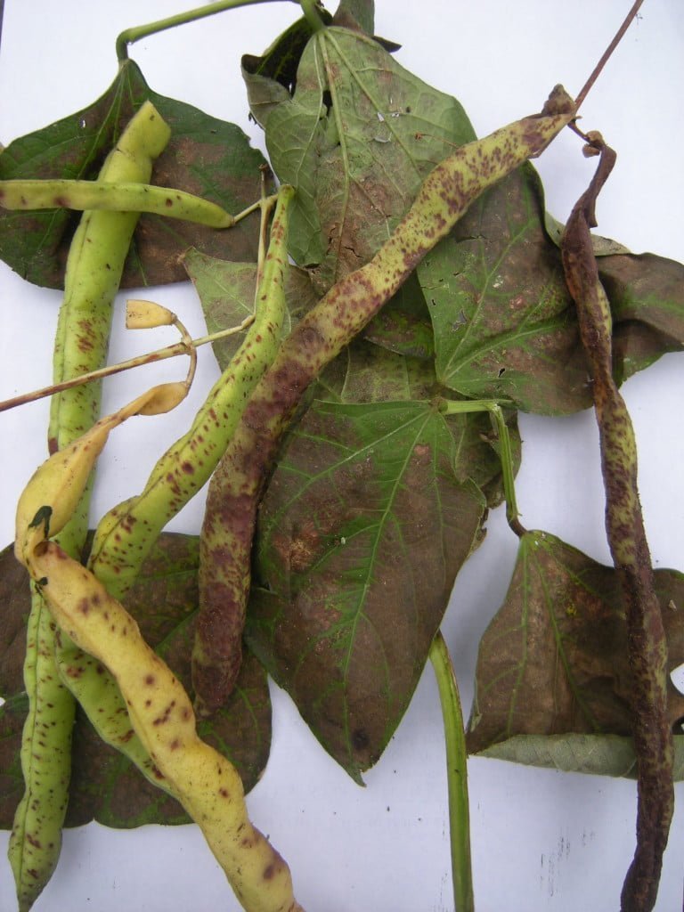Bean Anthracnose, Colletotrichum lindemuthianum | Jeremy Bartlett's LET IT  GROW blog