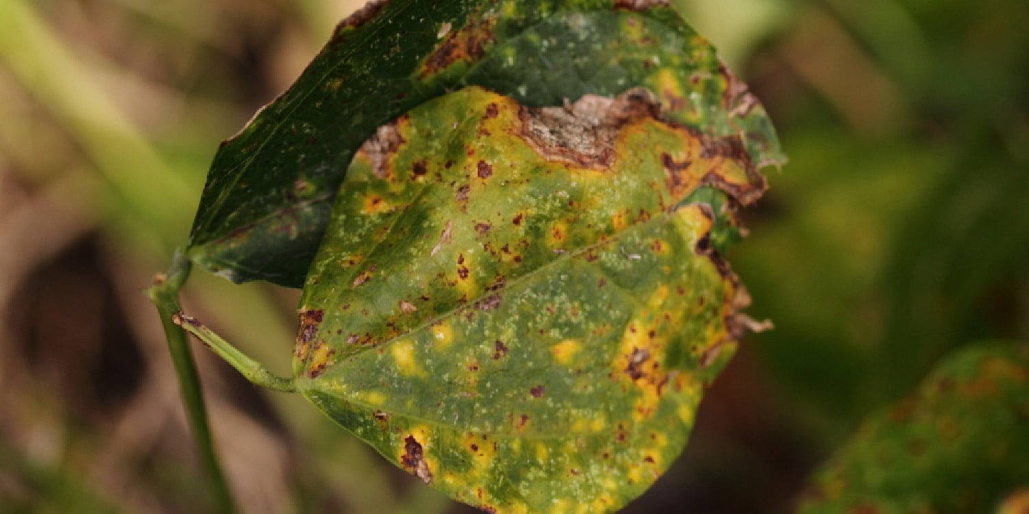 Bean Anthracnose | Greenlife | 2024 Update