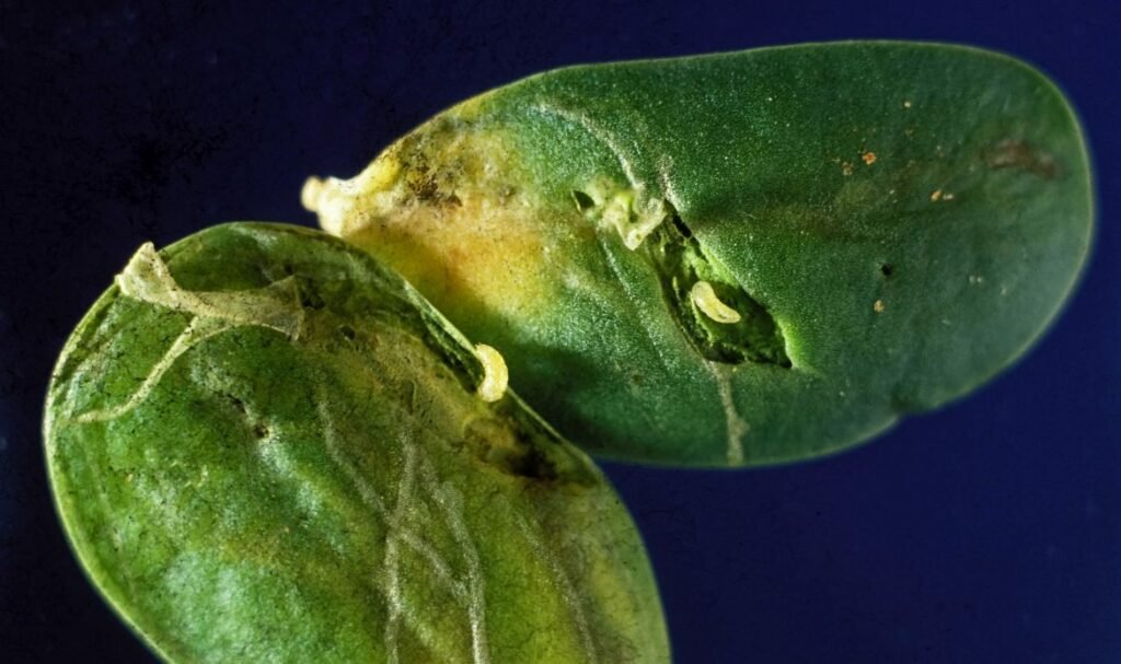 Bean fly - how to recognize, prevent and manage the legume pest