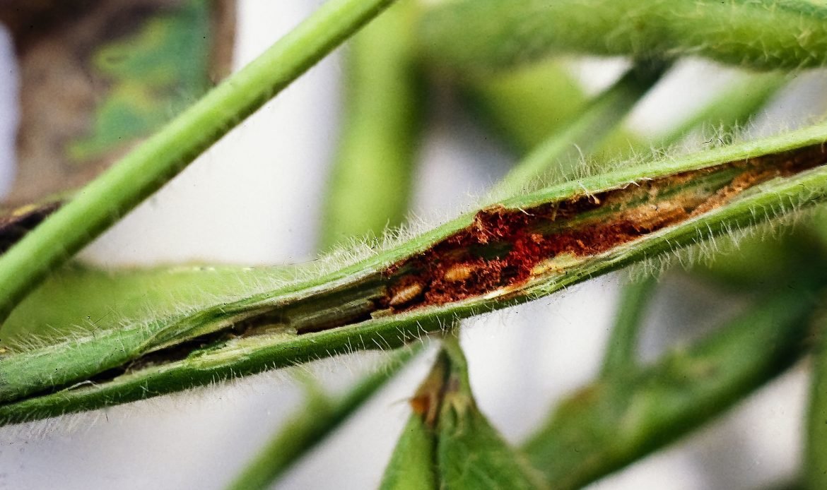 Bean fly - how to recognize, prevent and manage the legume pest