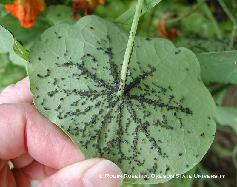 Black bean aphid | College of Agricultural Sciences