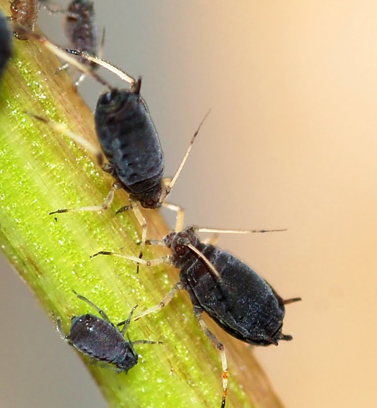 Black bean aphid - Wikipedia