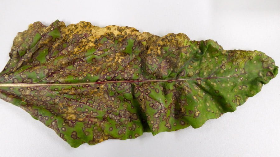 Cercospora beticola (cercospora leaf spot of beets) | CABI Compendium