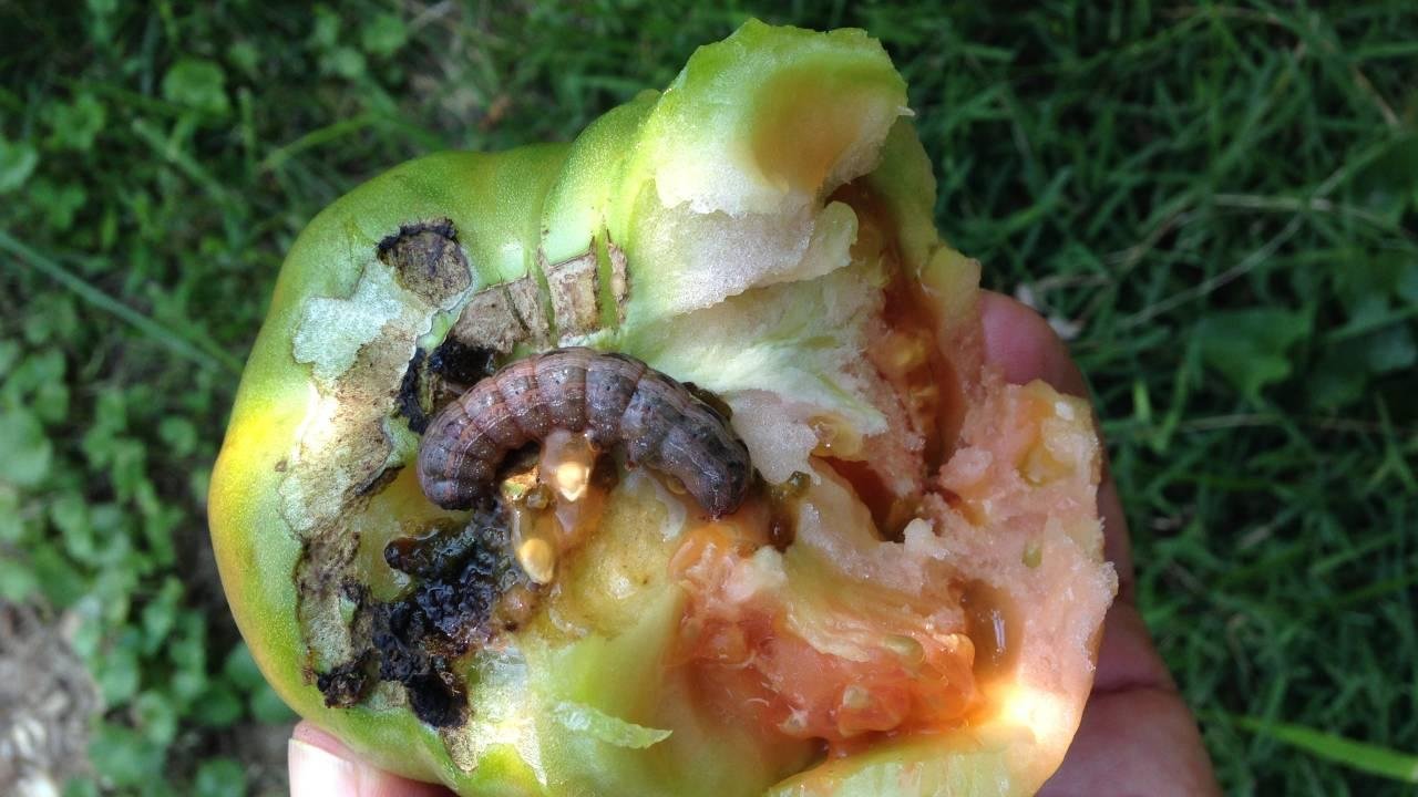 Cutworm - Vegetables | University of Maryland Extension