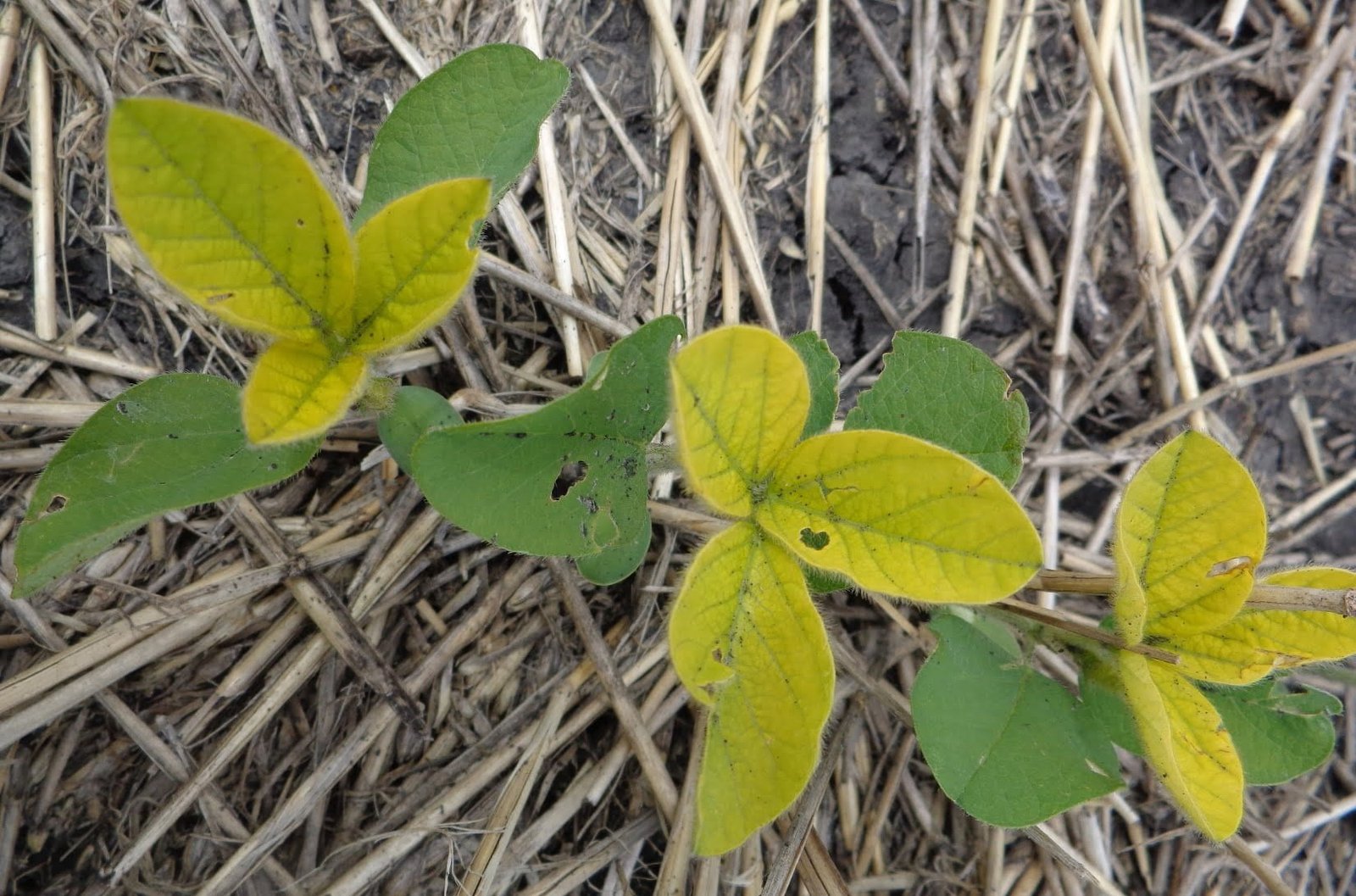 Iron Deficiency Chlorosis in Soybean | NDSU Agriculture