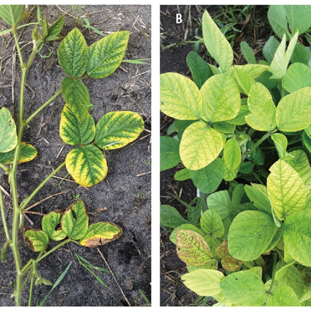 Iron deficiency in legumes