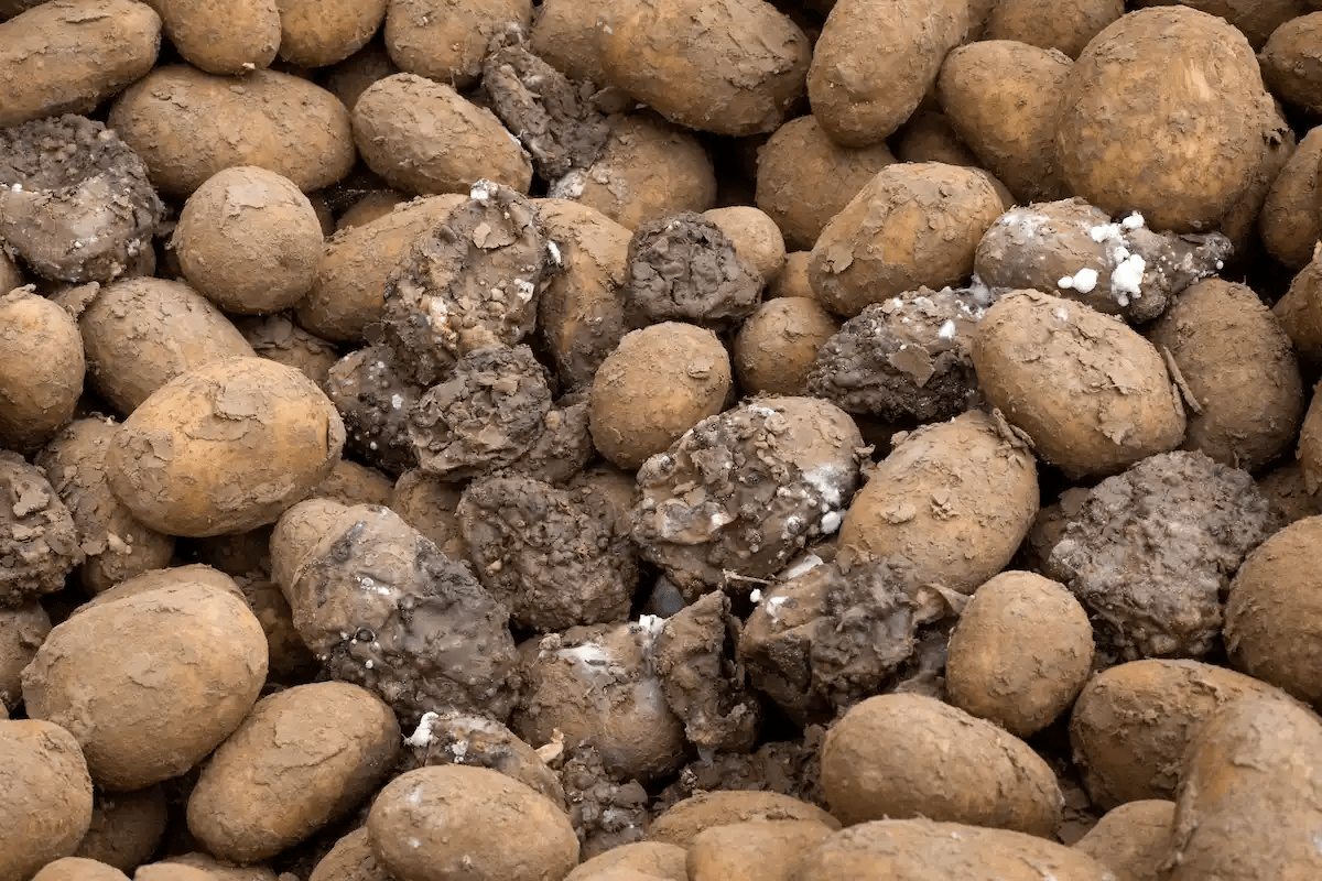 A pile of brown potatoesDescription automatically generated