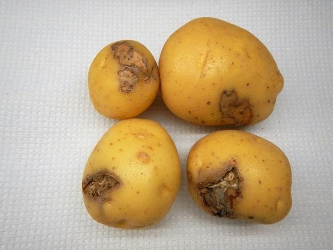 A group of yellow potatoes

Description automatically generated