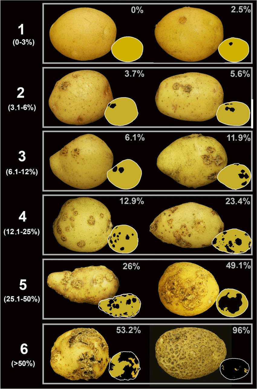 A potato with different stages of growth

Description automatically generated with medium confidence