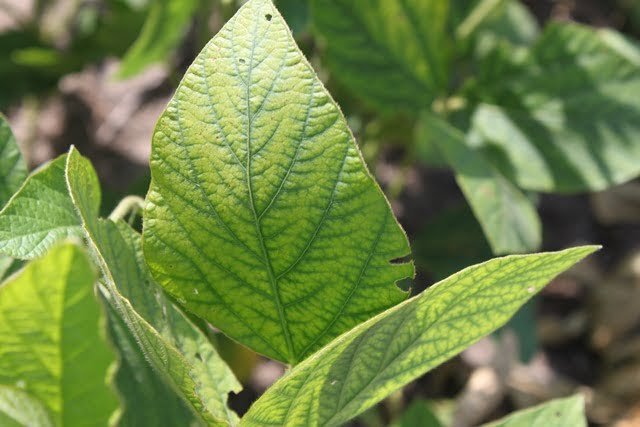 Nitrogen Deficiency In Soybeans