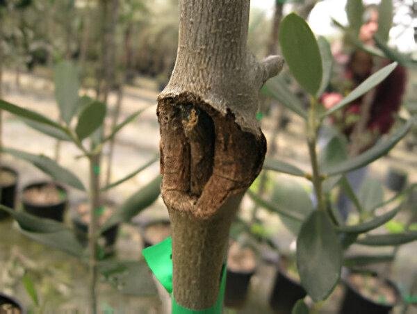 Olive branch bark fly - the world of plants