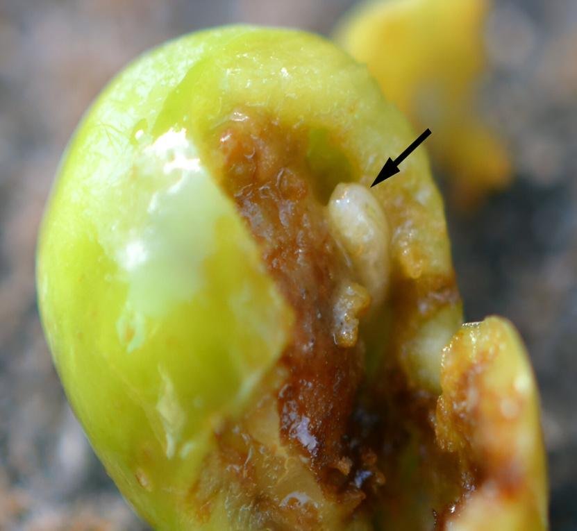 ذبابة ثمار الزيتون - عالم النباتات