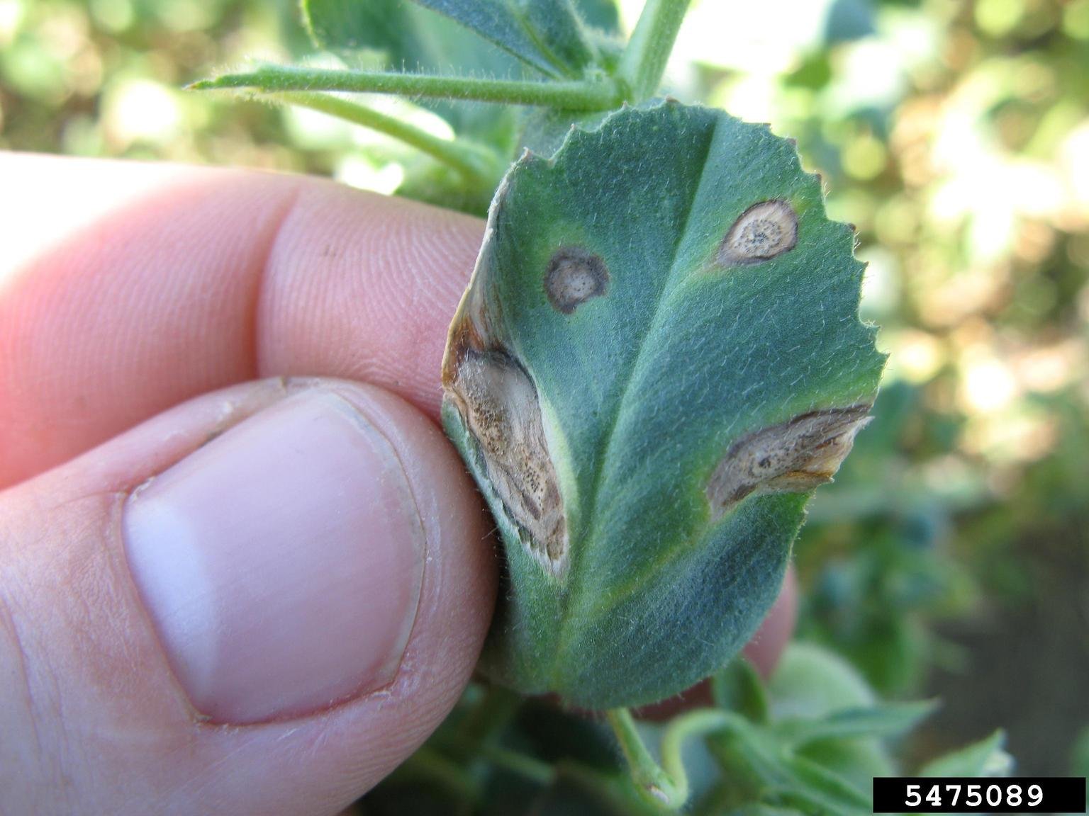 Pea Ascochyta Treatment: Managing Symptoms Of Peas With Ascochyta Blight |  Gardening Know How
