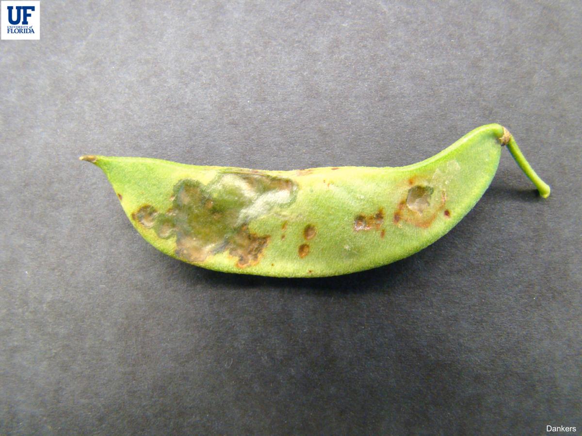 Pods affected with common bacterial blight show water-soaking that can be in a small or large section. Numerous necrotic spots can be also noticed on the pods.