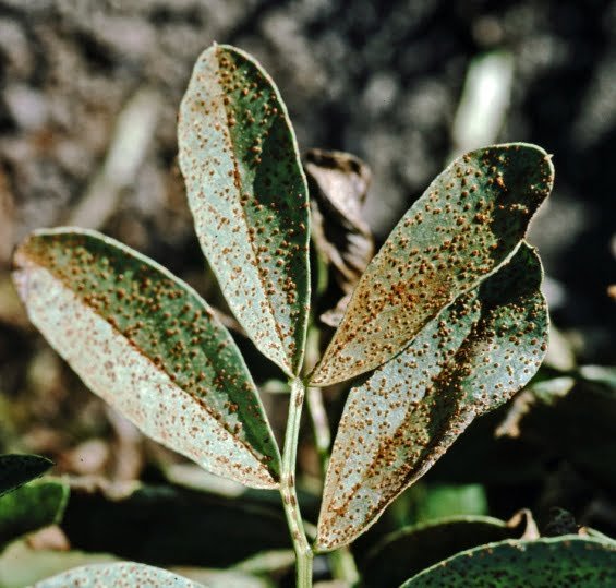 Rust of faba bean | Grain, pulses and cereal diseases | Plant diseases | Biosecurity | Agriculture Victoria
